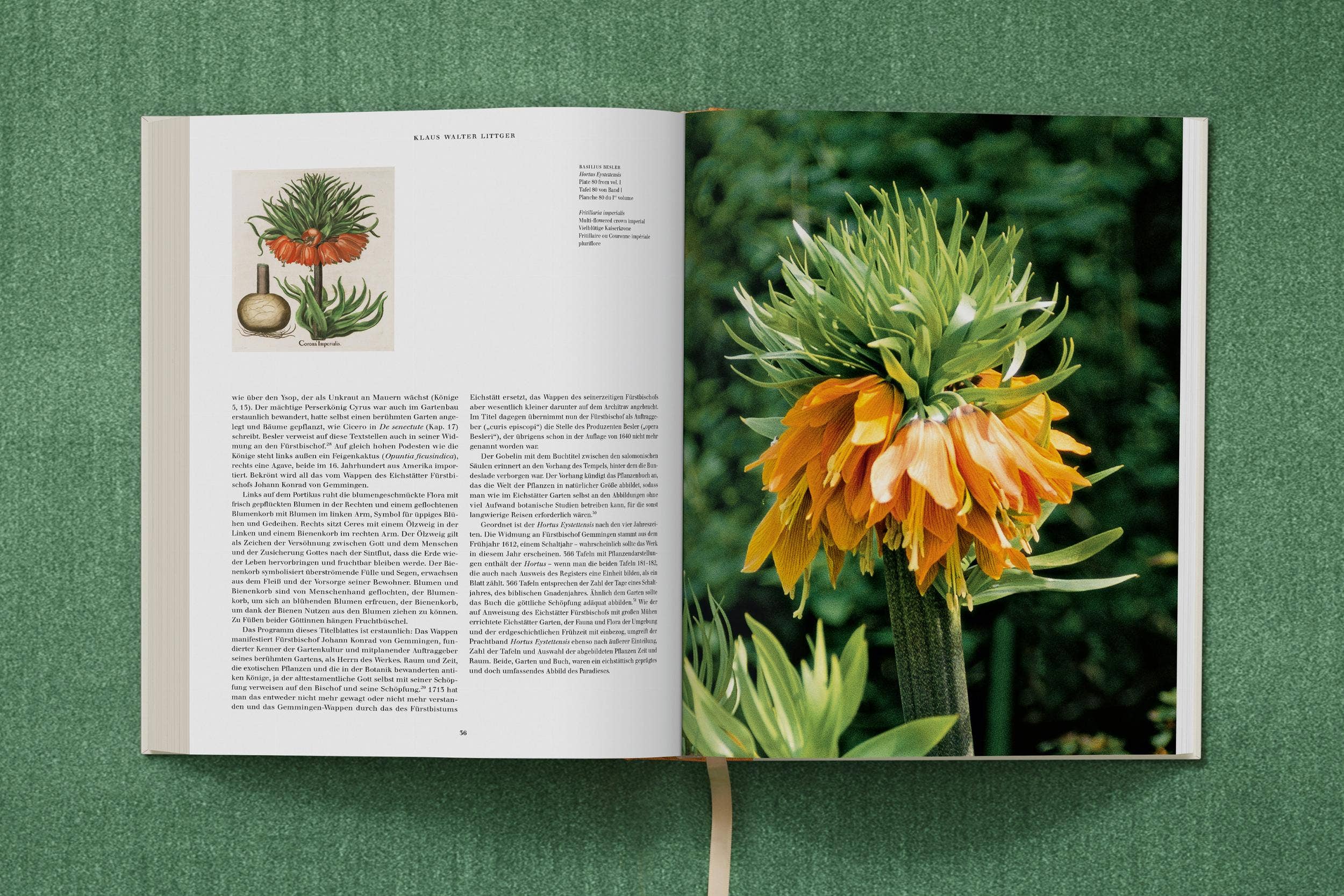 TASCHEN Europe – wholesale Nature & outdoors book – Basilius Besler. The Garden at Eichstätt (German, French, English)19