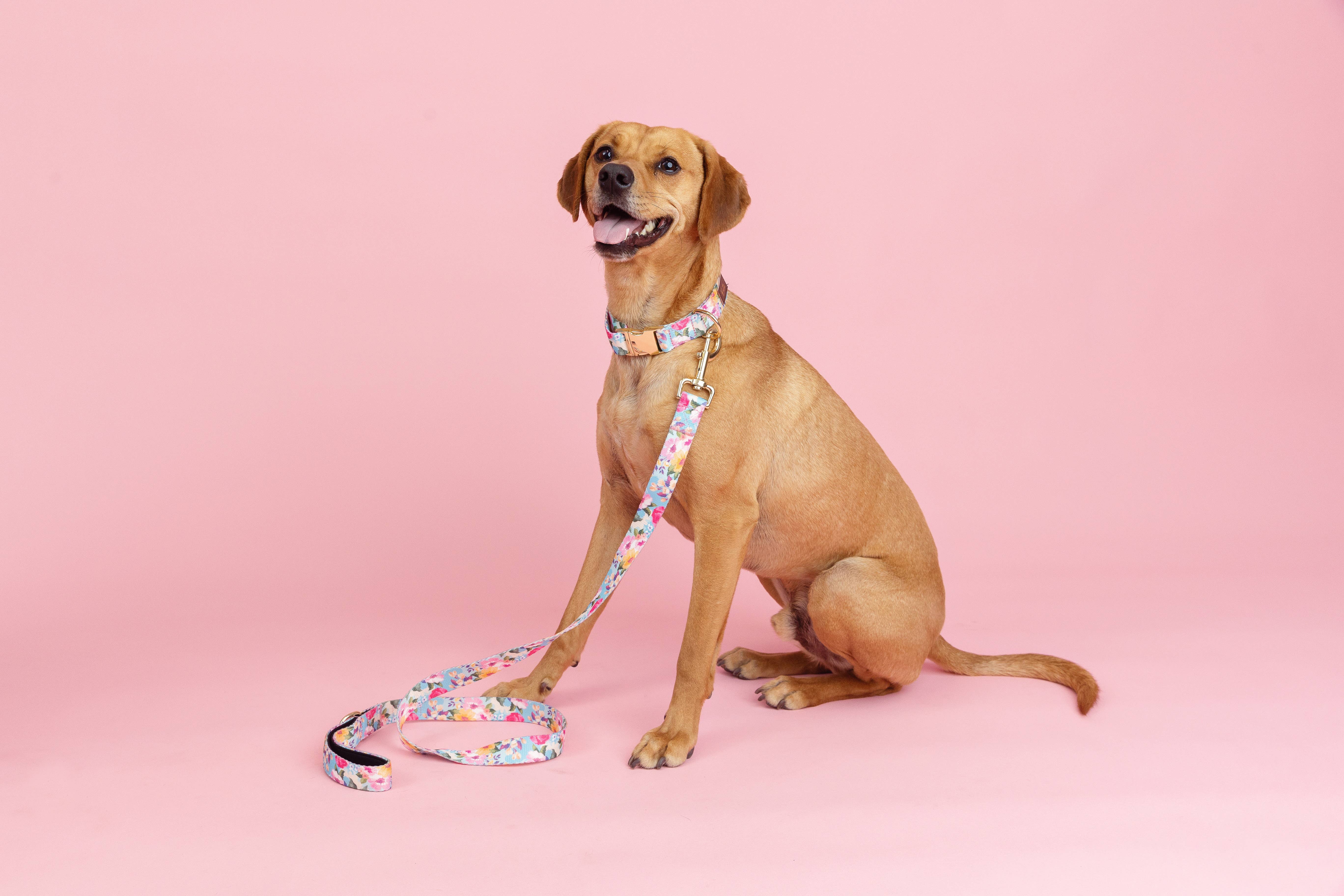 Pink Papyrus | Premium, Durable, & Stylish Dog Products - Wholesale Pet Collar - Dog - Emery Dog Collar | Floral Dog Collar | Dog Collar4