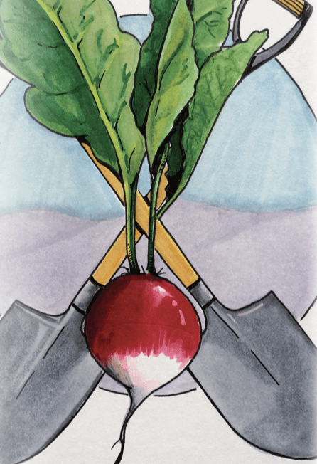 Sow True Seed - Wholesale Plant Seeds - Radish Seeds - Sparkler1