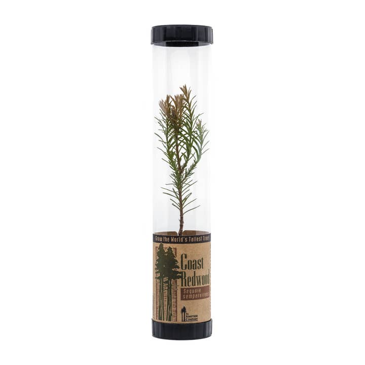 The Jonsteen Company - Wholesale Live Plant - Coast Redwood | Packaged Live Tree