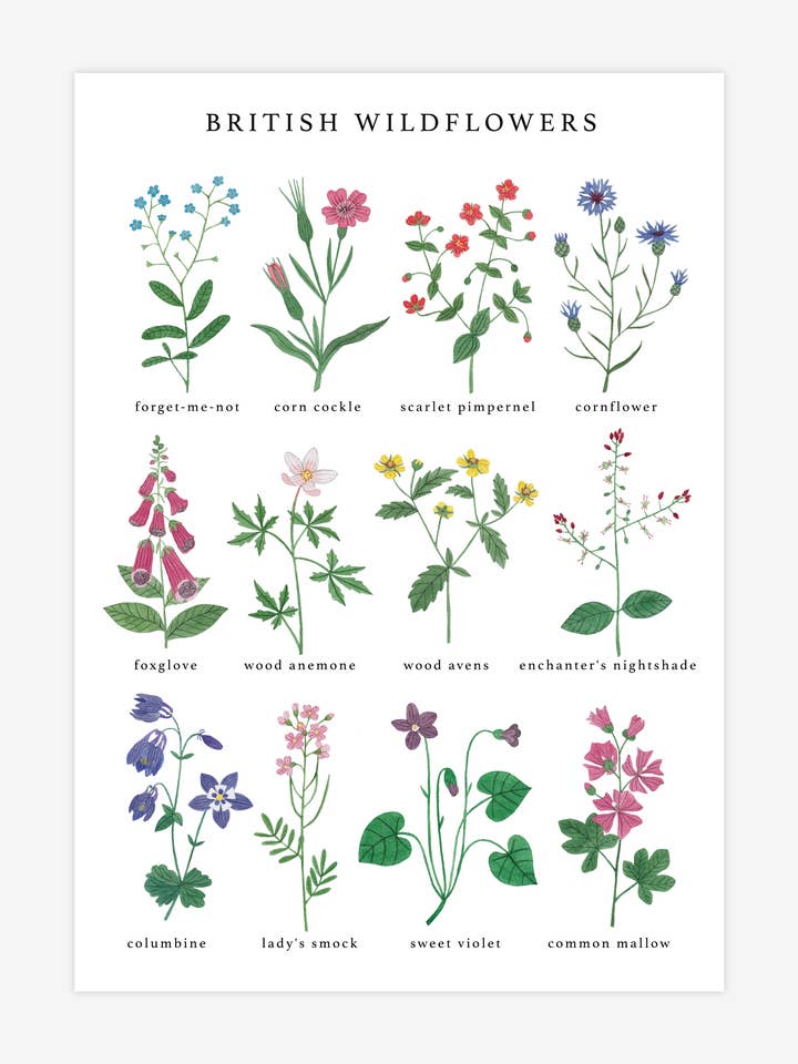 British Wildflowers Print for wholesale by Katrina Sophia