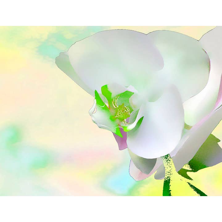 Orchidee ENCL Nr.24 für den Großhandel von Line Five Studio