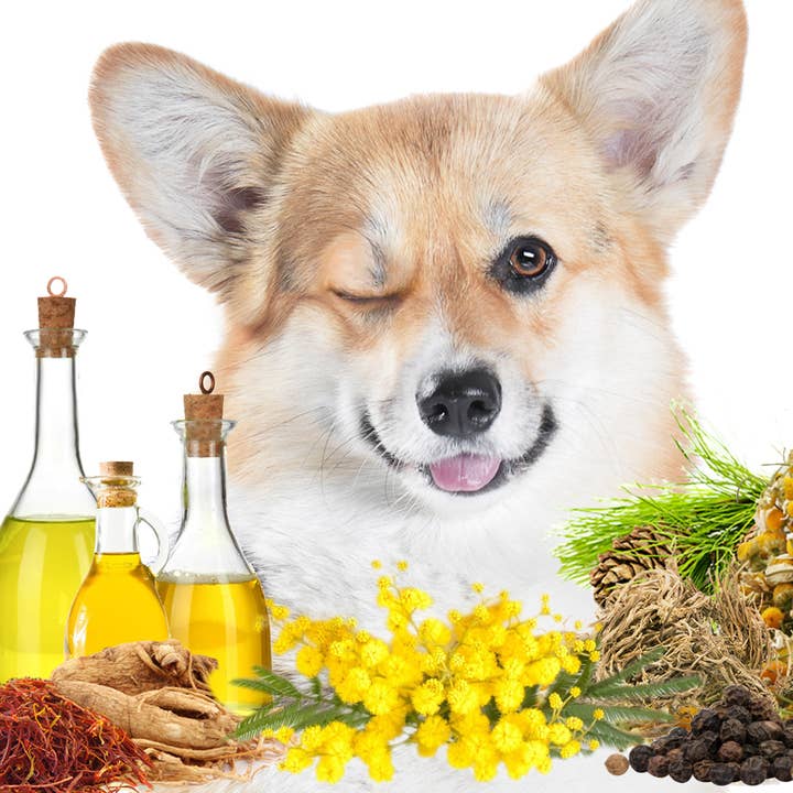 The Blissful Dog – Großhandel Haustier-Deospray – First Sniff Dog Cologne | Bleibt in Ihrer Nase Gallone