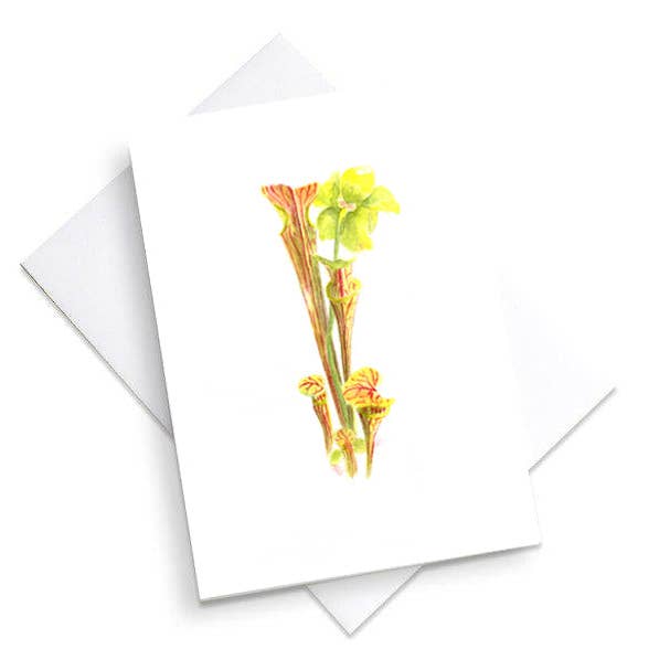 Pitcher Plant for wholesale by Two Bees Design Studio