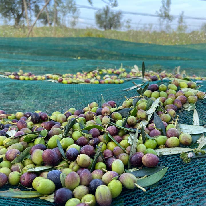 Azienda Agricola Picinni Leopardi - Wholesale Olive Oil - Extra virgin olive oil in a 500 ml bottle