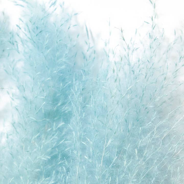 Andaluca - Wholesale Dried/Pressed Flowers - Pampas Grass 45" Bundles