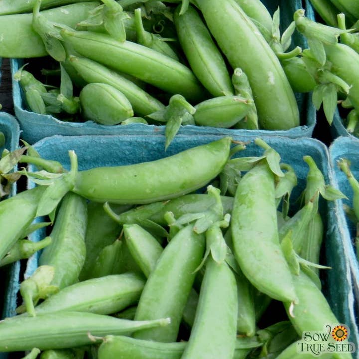 Sow True Seed - Wholesale Beans - Snap Pea Seeds - Sugar Daddy, ORGANIC