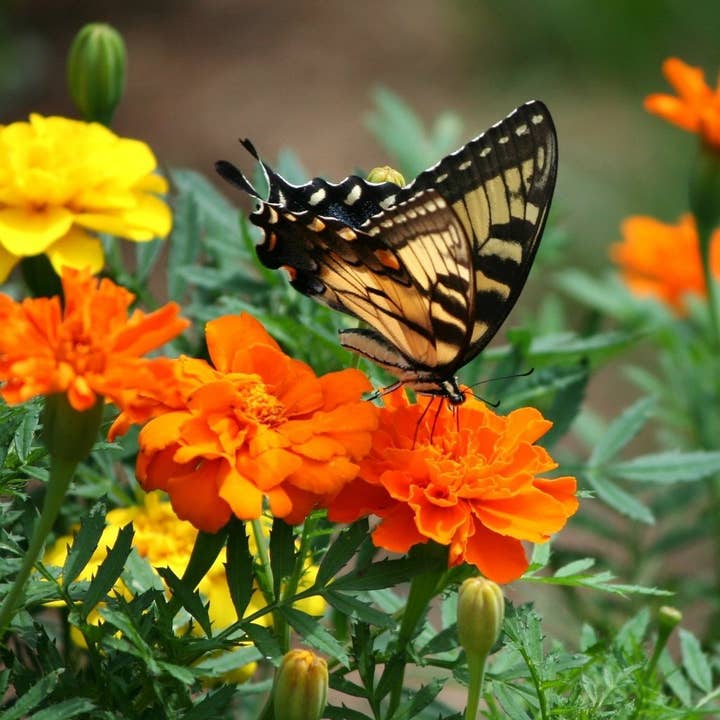 Sow True Seed - Wholesale Plant Seeds - Marigold Seeds - Sparky Mix