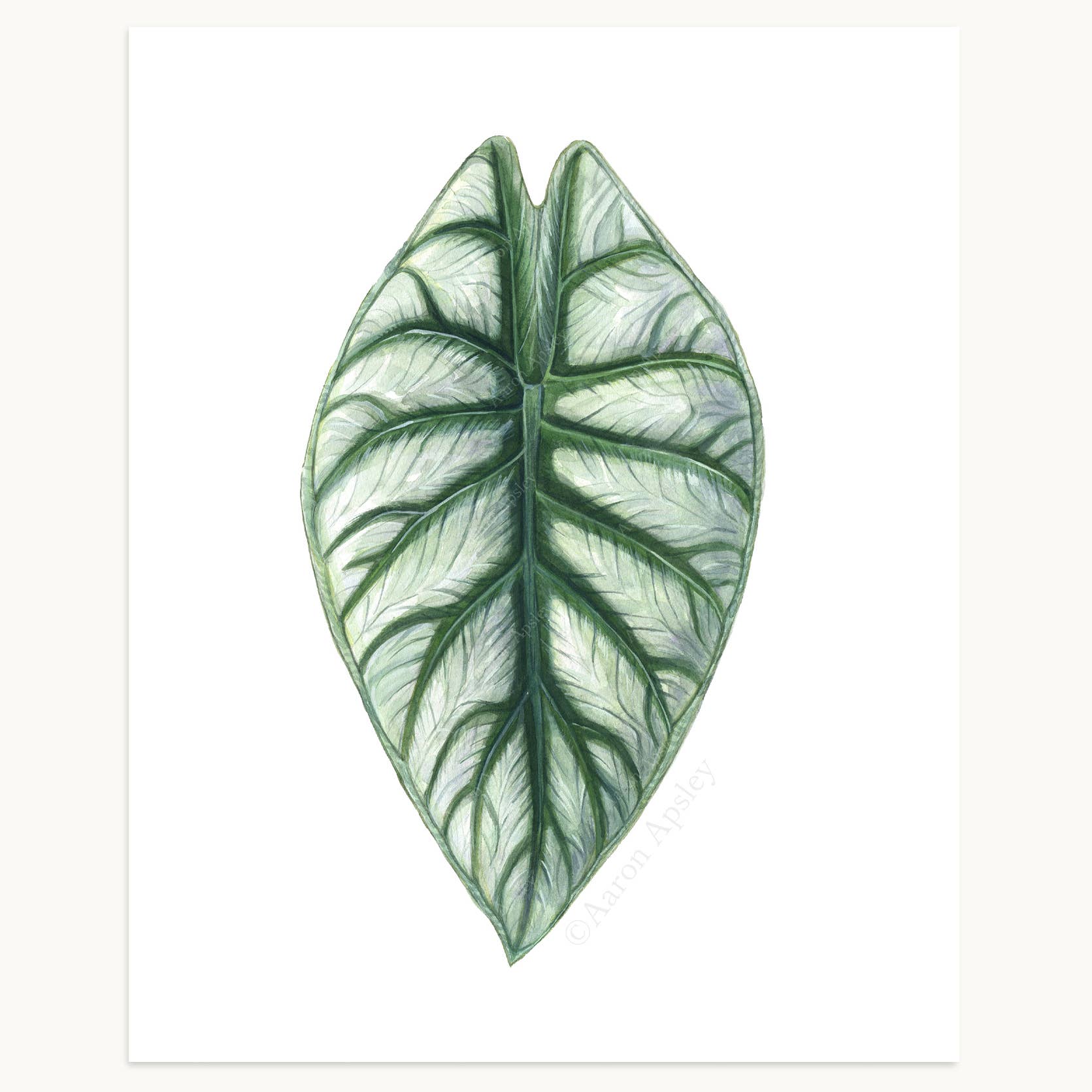 Aaron Apsley Artwork - Wholesale Art Print - Tropical Leaf Print - 8"x10"10