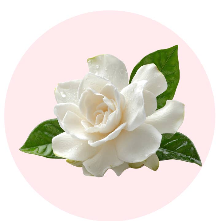 ēma Gardenia Solid Perfume Pod – Timeless Holiday Gift for wholesale by ēma fragrance