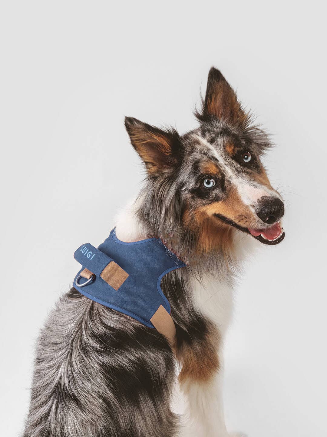 Qisu - Wholesale Pet Harness - Dog - Dog harness | Hug Harness12