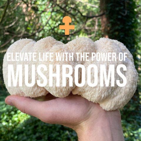 Vesper Mushrooms - Wholesale Tincture - Bulk Reishi Tincture - Liquid Double Extract3