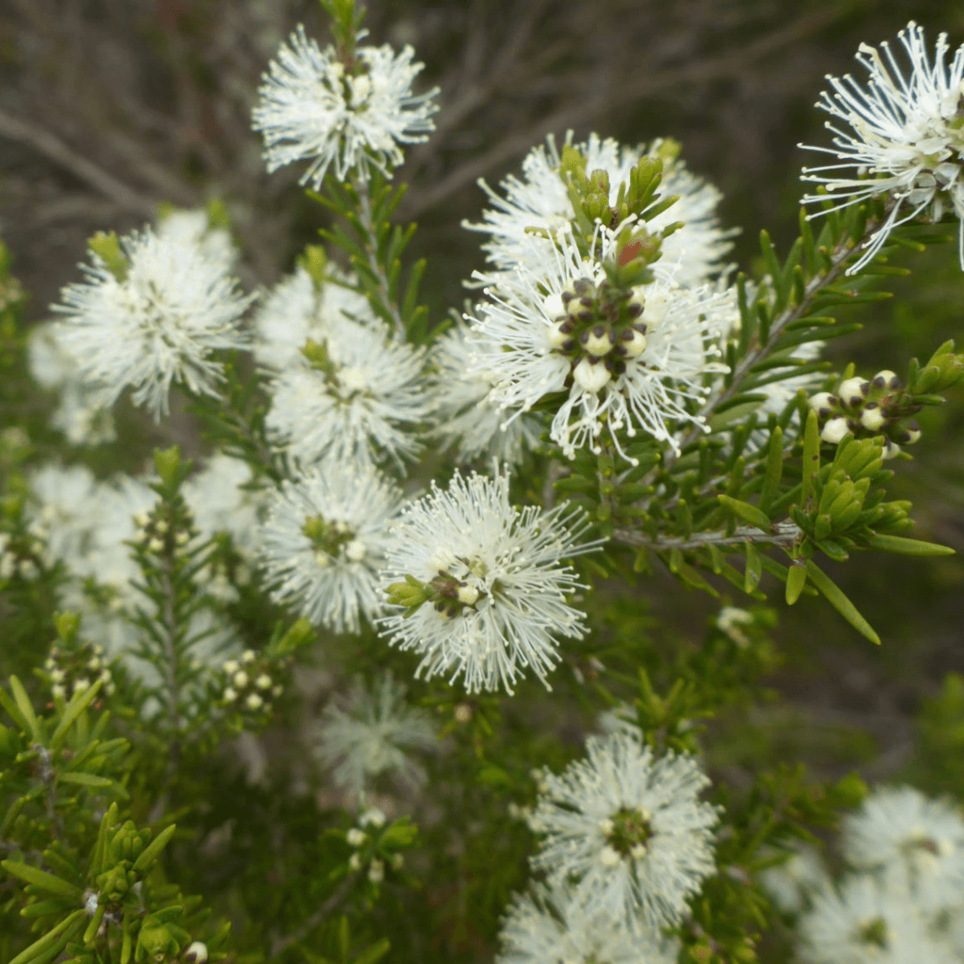 Natural Approach - Wholesale Deodorant – Women's - Australian Rosalina & Honey Myrtle - Natural Deodorant1