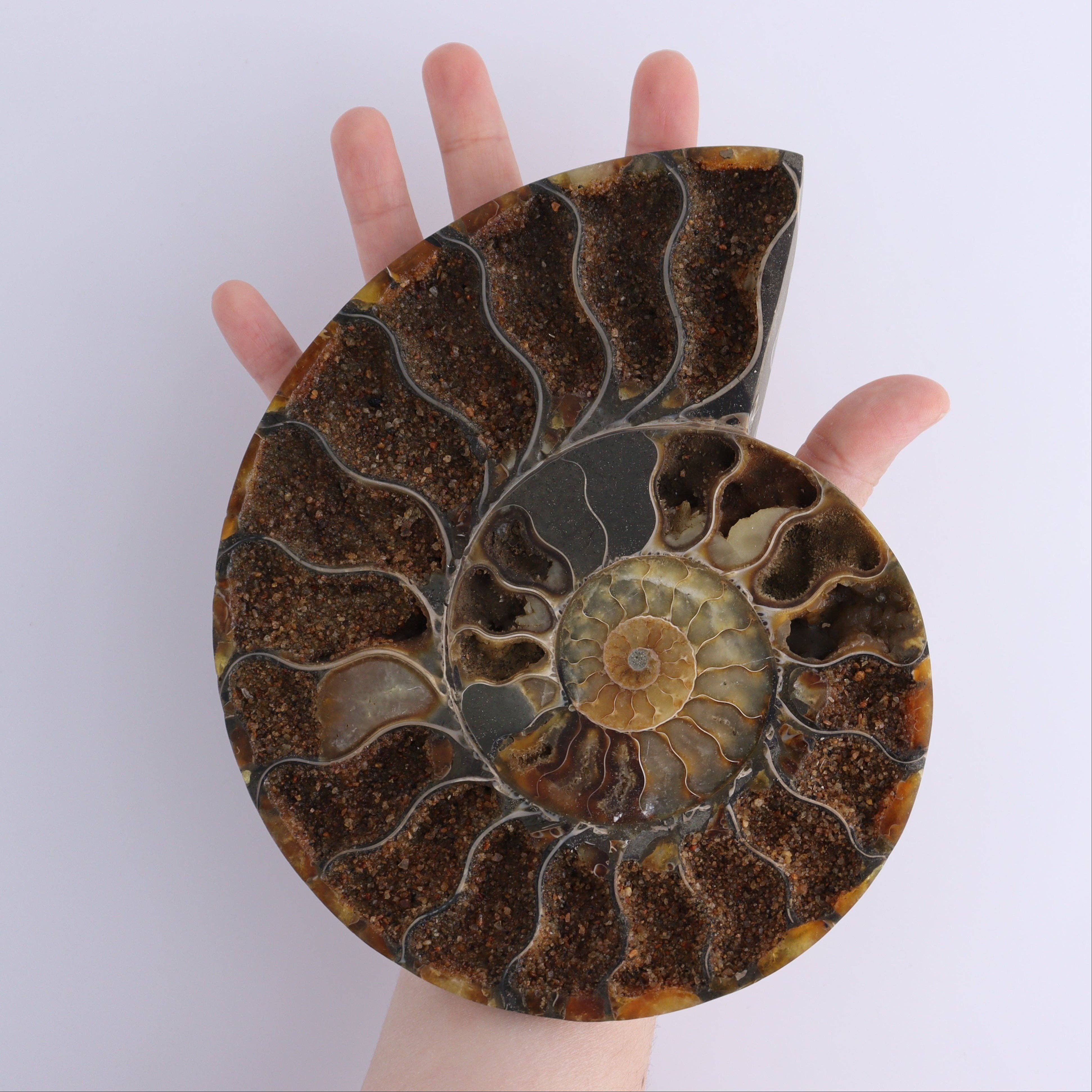 Mi Esperanza Minerals - Vente Décorations de table - Paire d'ammonites3