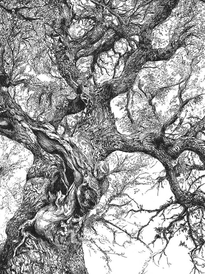 Dibujo Árbol Encina Conceja para venta al por mayor de Sirem Wild