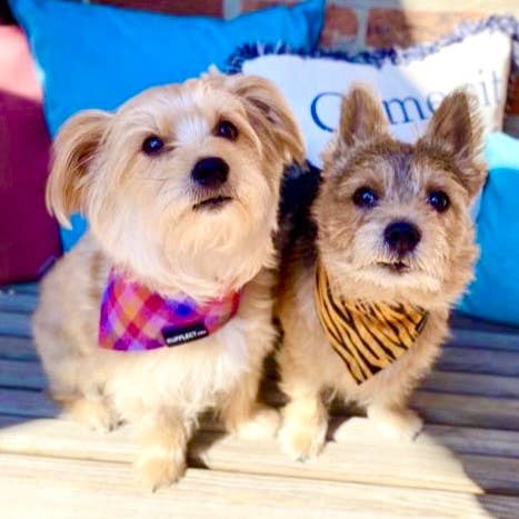 RUFFLECT Dog Bandanas – Großhandel Haustier-Bandana – Hund – RUFFLECT® Hundehalstuch aus kariertem Flanell mit Lupine7