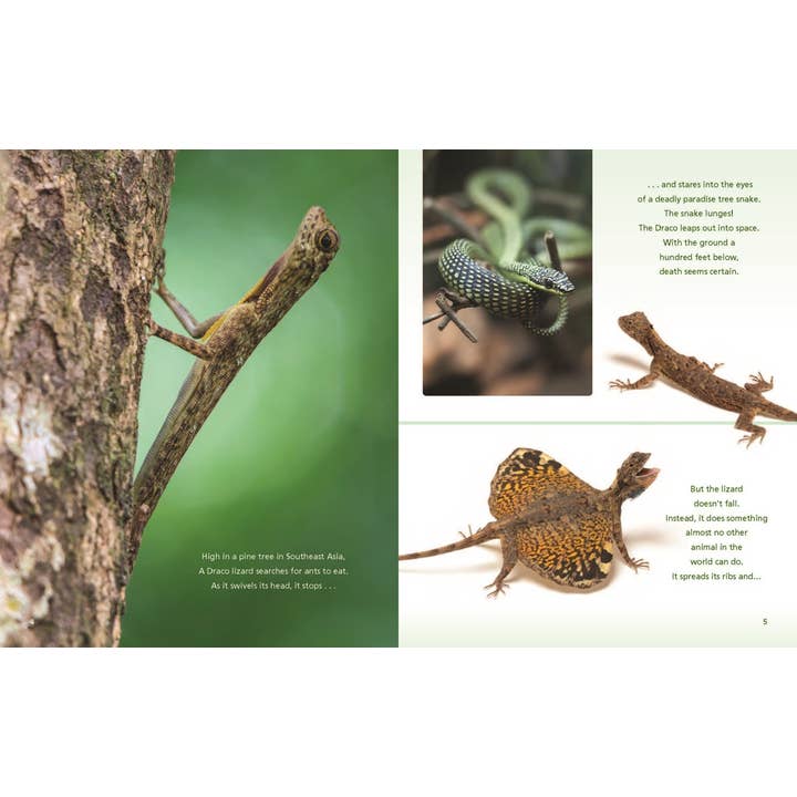 W. W. Norton - Wholesale Book - Kids - Catching Air: Taking the Leap with Gliding Animals1