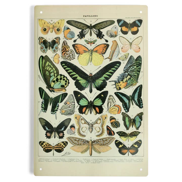 Targa in metallo Art Butterflies, B, exlibris vintage per la vendita all'ingrosso da parte di Lantern Press