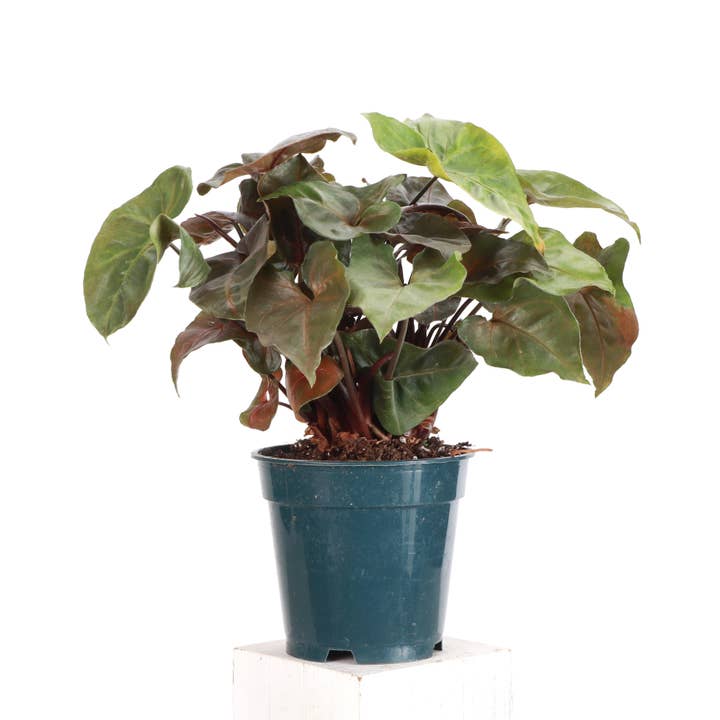 Thorsen's Greenhouse - Wholesale Live Plant - Maria Bronze Syngonium - 4" Live Plant