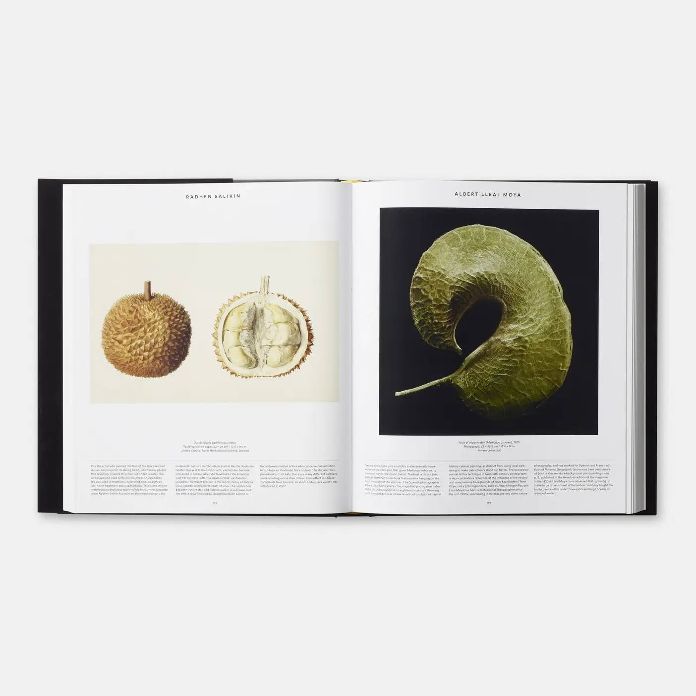 Phaidon - Wholesale Nature & Outdoors - Plant3
