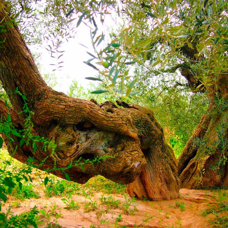 9 Oliveres - Wholesale Olive Oil - 9 OLIVES | PREMIUM | 6 x 250ML5