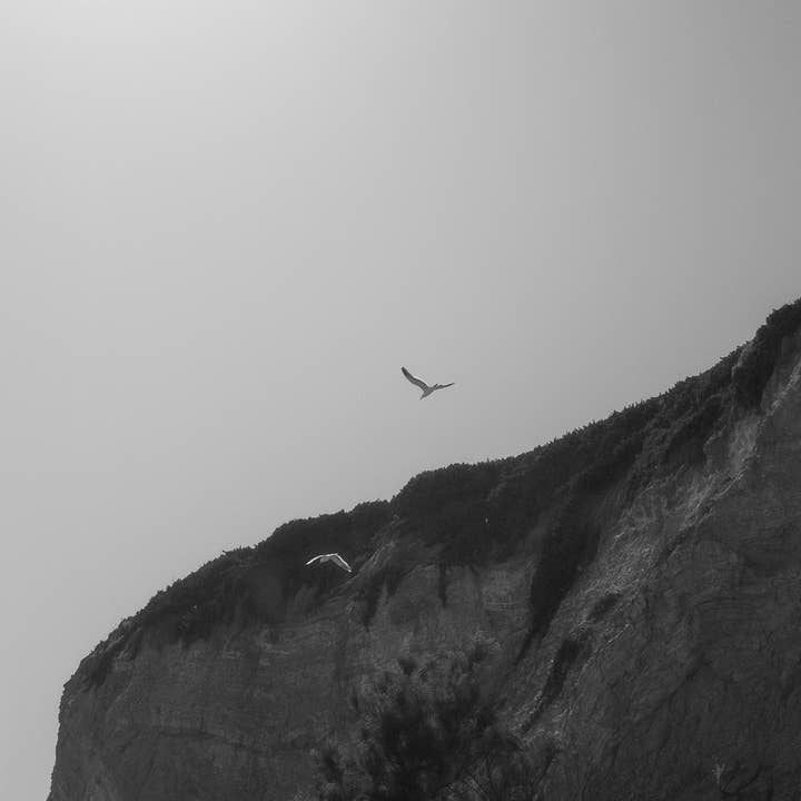 Birds of a Feather for wholesale by Tommy's Print Shop