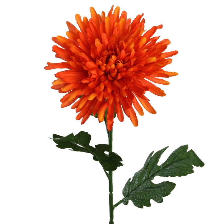 chrysanthemum 70 cm orange for wholesale by Floratexx