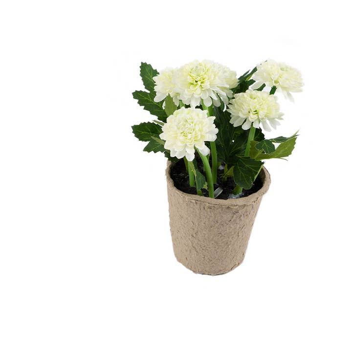 Closer2Nature – wholesale Artificial flowers – Artificial 18cm White Chrysanthemum Plant with Gift Box10