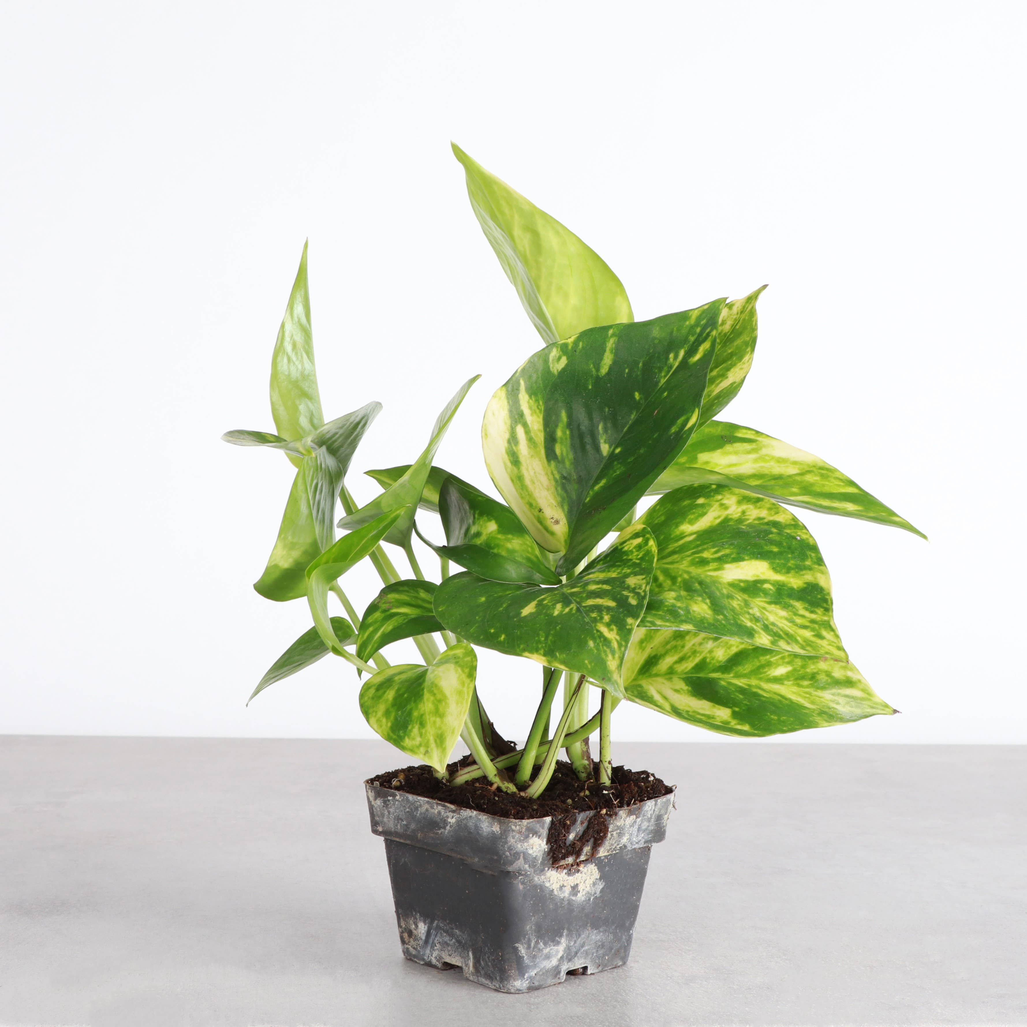 Thorsen's Greenhouse - Wholesale Live Plant - Golden Pothos Plant - Live Plant8