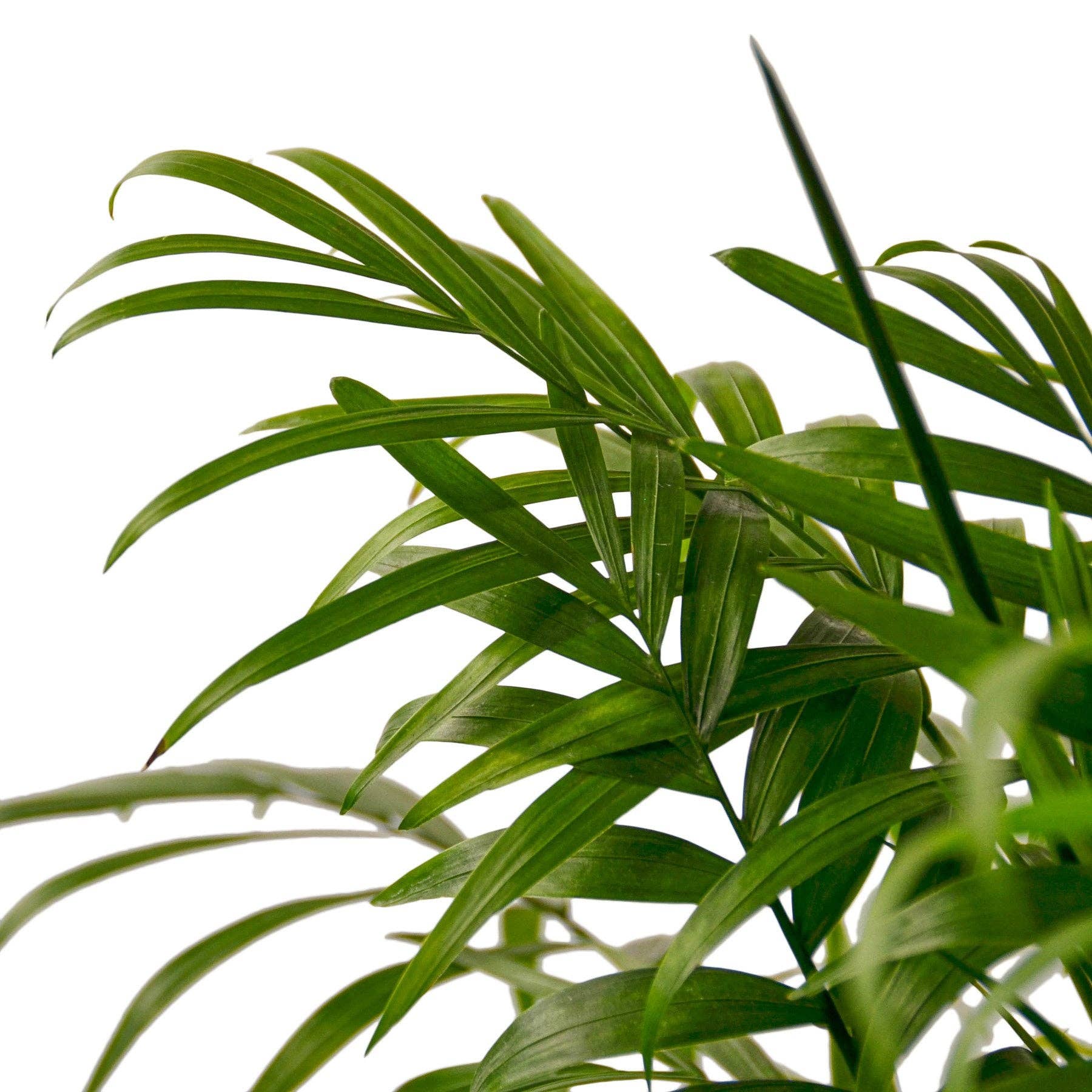 House Plant Wholesale WEST - Wholesale Live Plant - Parlor Palm8