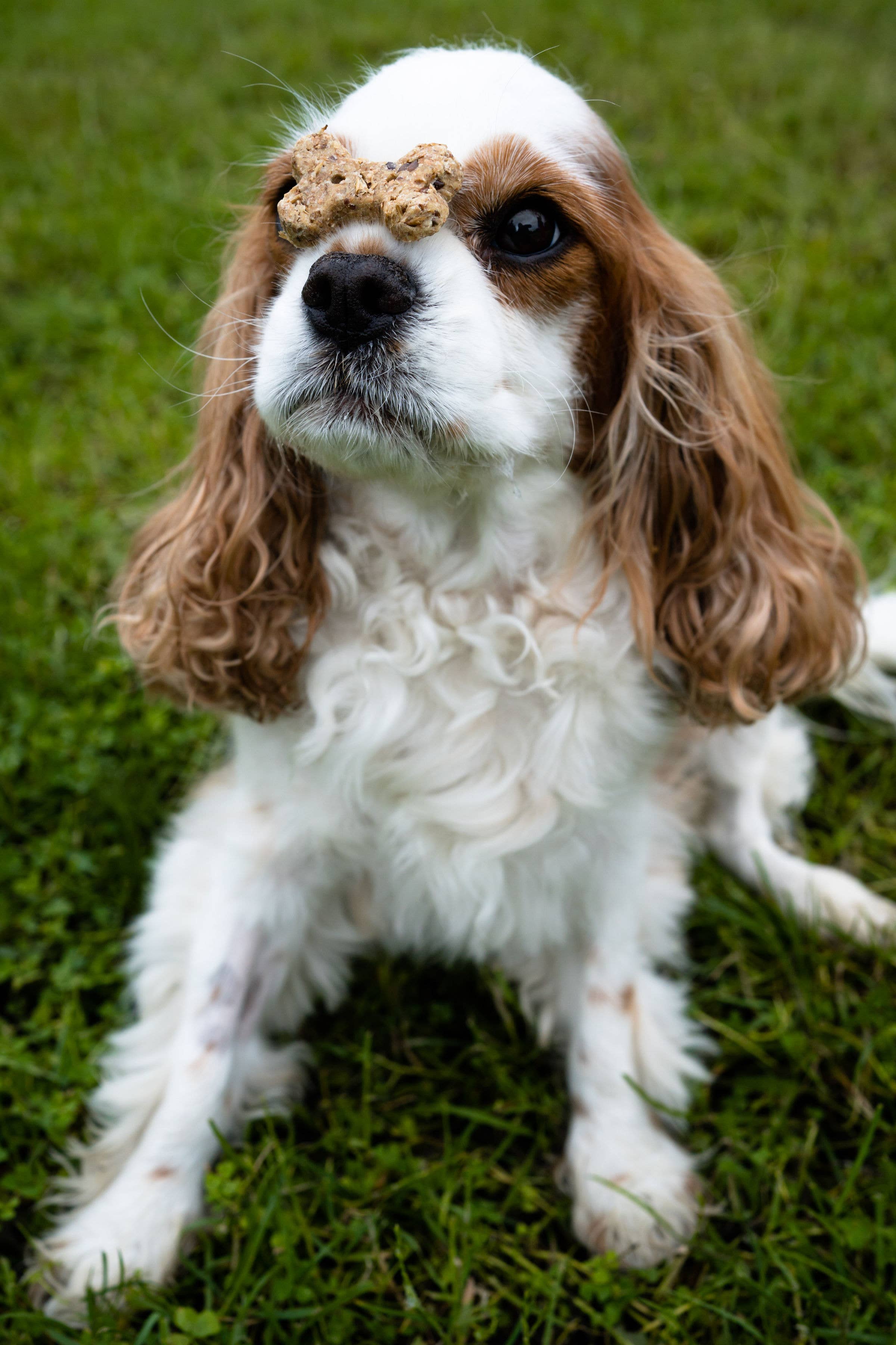 BrewBix - Vente Biscuits – chien - 12 x 100g BrewBix Biscuits au beurre de cacahuète pour petites races de chiens5