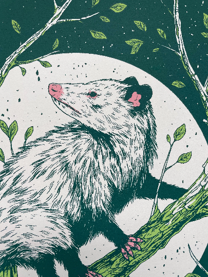 Logan Schmitt Illustration - Wholesale Art Print - Opossum3