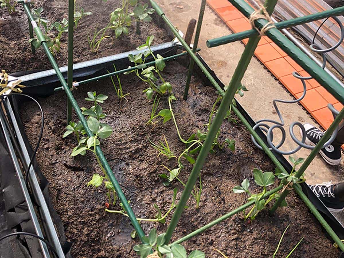 JARDIN Y NATURA OUTDOOR & GARDEN PRODUCTS SL - Wholesale Trellis - 150cm plasticized metal tutor - TUTOFIT 1506