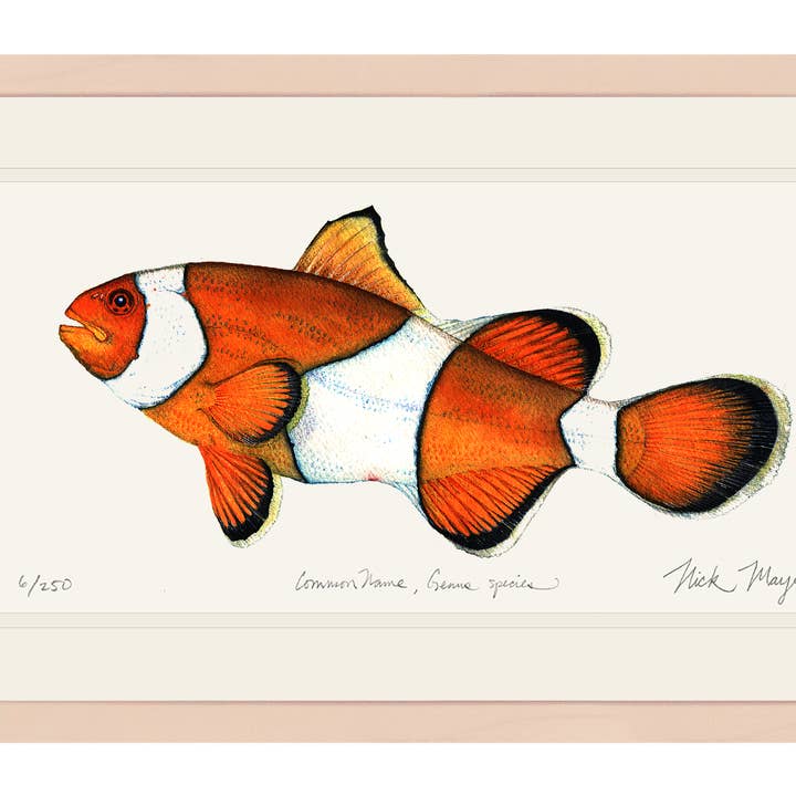 Clownfish Limited Edition Print for wholesale by Nick Mayer Art