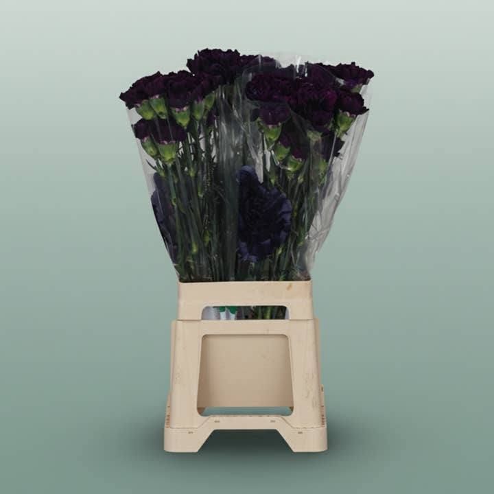 Carnation Standard Florigene Moonlite for wholesale by All Occasions Wholesale