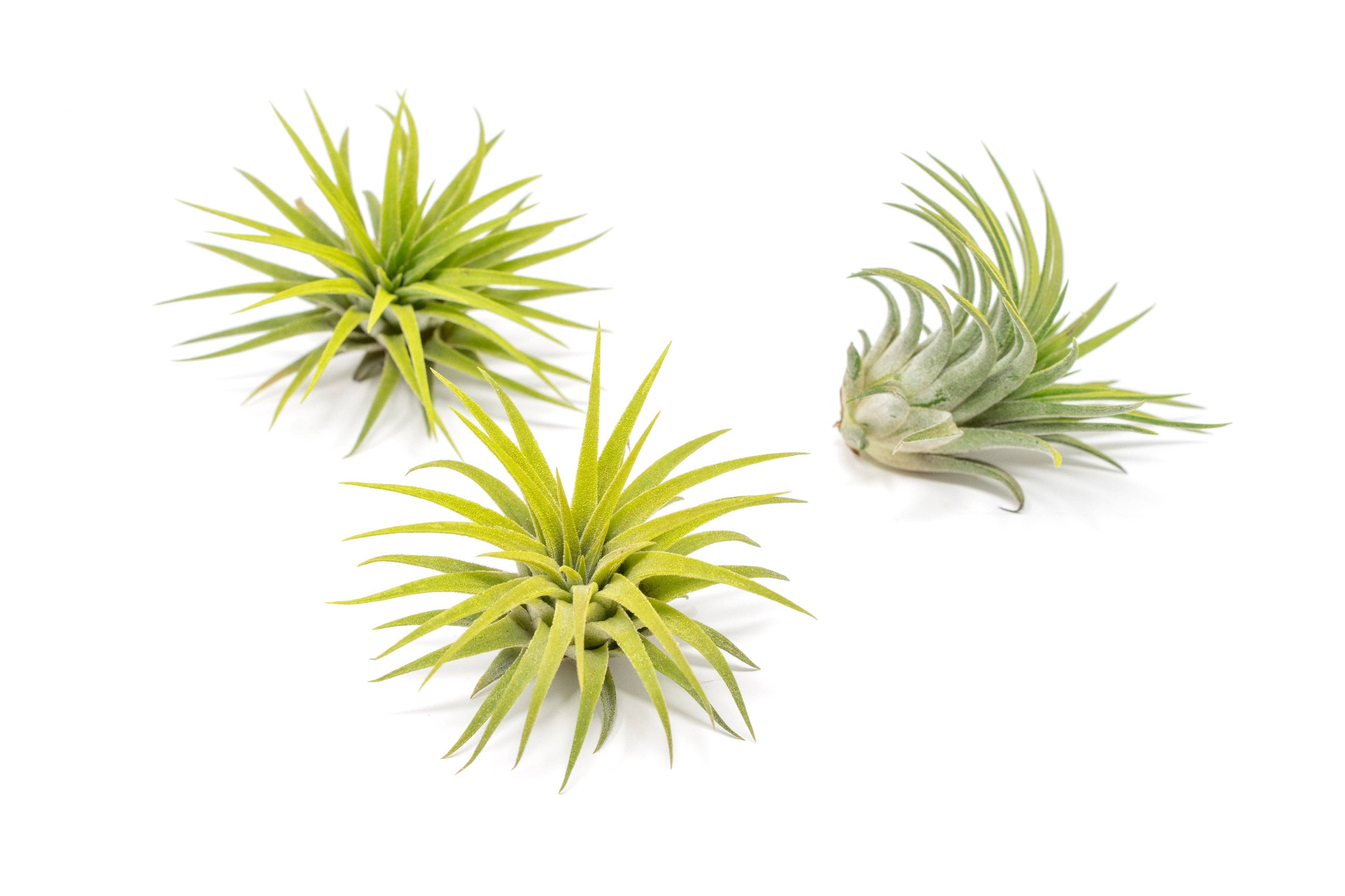 Air Plant Shop - Wholesale Live Plant - Color Enhanced Tillandsia Ionantha Rubra Air Plants12