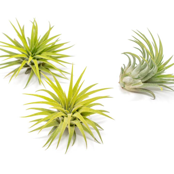 Air Plant Shop - Wholesale Live Plant - Color Enhanced Tillandsia Ionantha Rubra Air Plants12