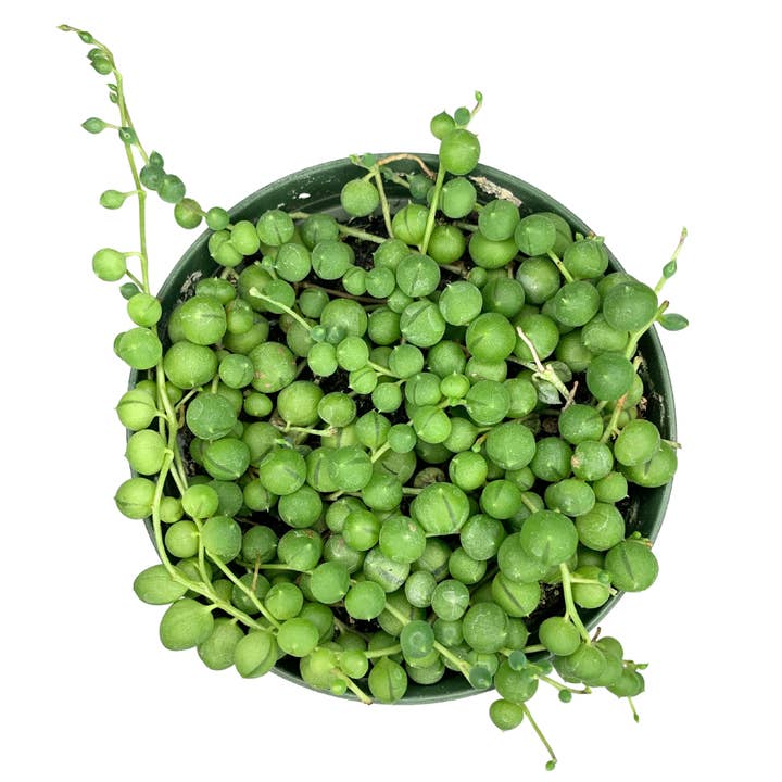 Flow State - Wholesale Live Plant - 4" String of Pearls (Senecio rowleyanus) – Live Houseplant