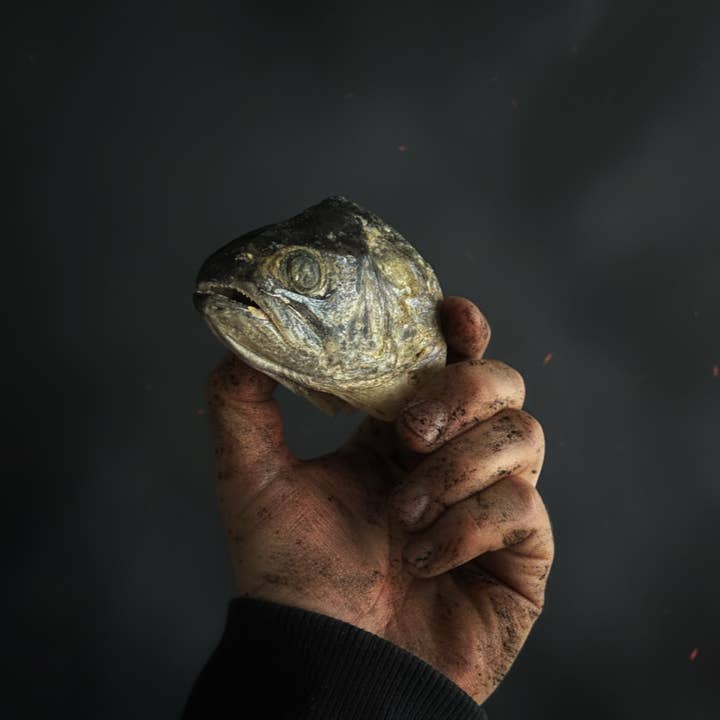 CorpseCo. - Wholesale Pet Treats - Dog - Corpse Crunchies: Trout Heads1