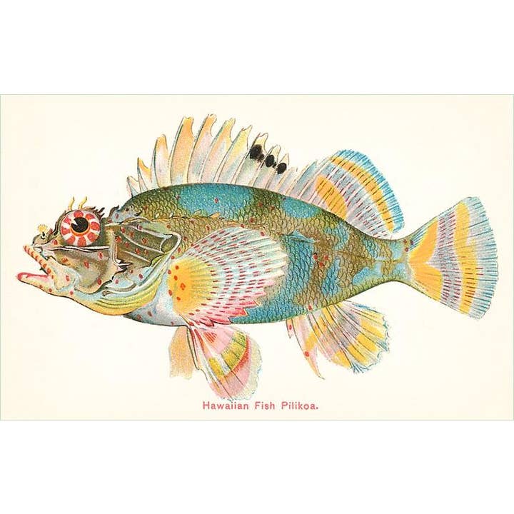 Biglietto di Auguri HI-66 Pesce Hawaiano, Pilikoa per la vendita all'ingrosso da parte di Found Image Press