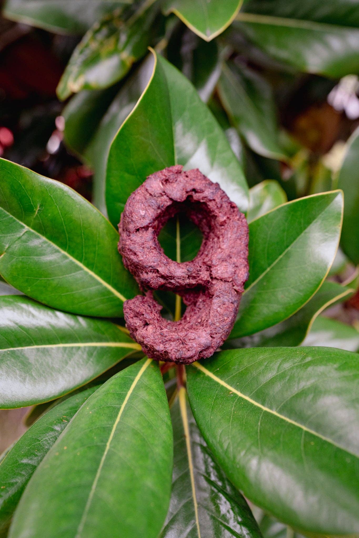 Love Liparu - Wholesale Pet Treats - Dog - MEAT NUMBER | Freeze-Dried Dog + Cat Treat9