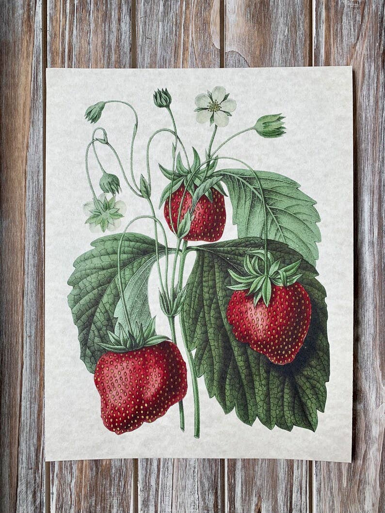 Magnifique Hearts - Wholesale Art Print - Vintage Style Strawberries Art Prints, Wall Decor, 2 Designs0