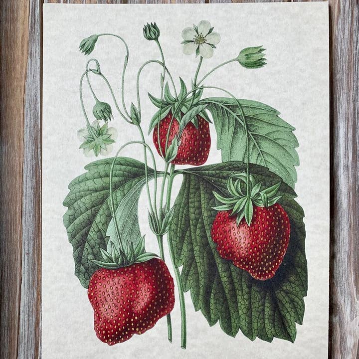 Magnifique Hearts - Wholesale Art Print - Vintage Style Strawberries Art Prints, Wall Decor, 2 Designs