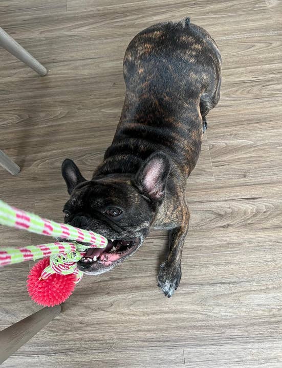 Pet Palette Distribution - Wholesale Pet Rope Toy - Dog - SnugArooz SpikeOMite Rope Dog Toy Assorted Colors 16"3