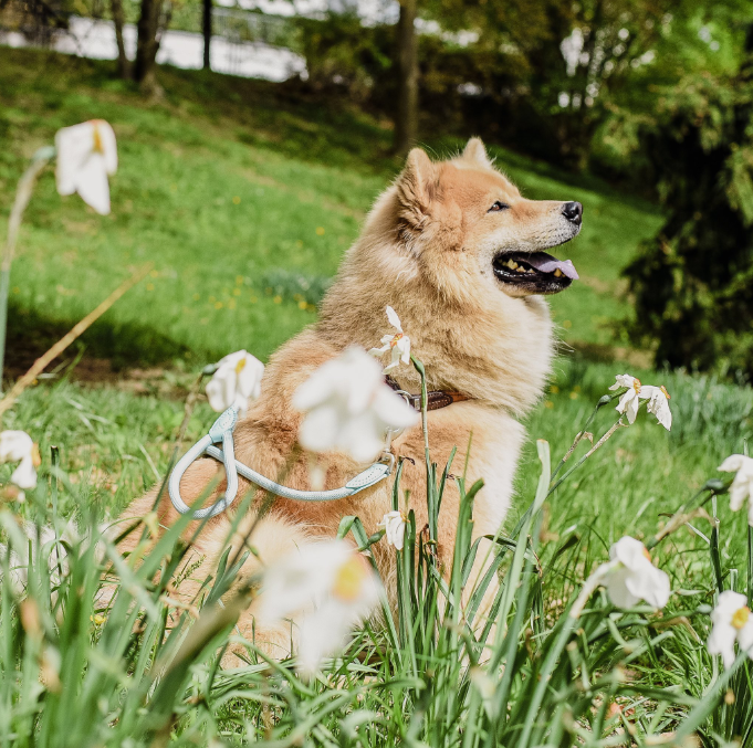 ne&no - Vente Laisse – chien - ne&no® Laisse pour chiens –120 ou 170 cm– laisse fixe17