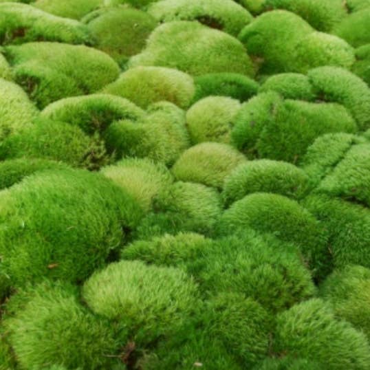 Moss wholesale - Wholesale Retailer Display - Home & Living - Cushion mood moss Dicranum Scoparium