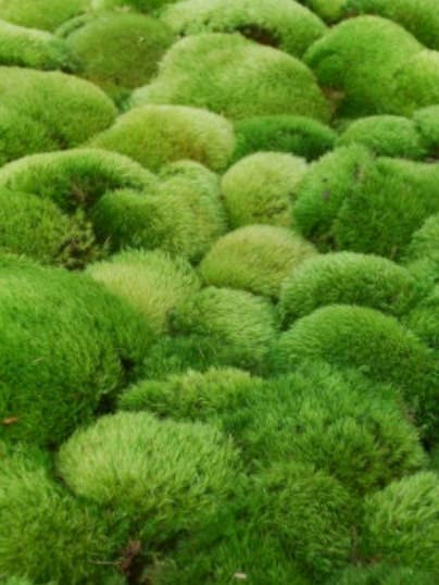 Pude humørmos Dicranum Scoparium for engroshandel hos Moss wholesale