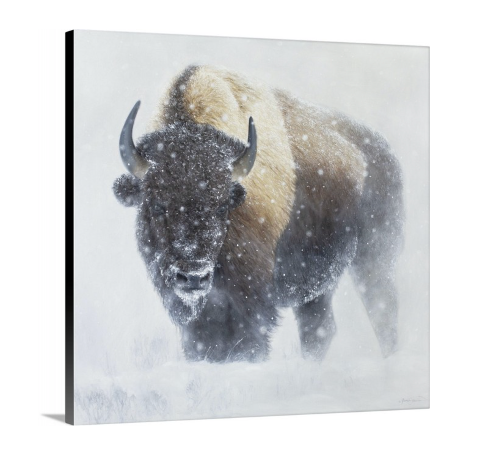 James Corwin Fine Art - Vente Affiche d'art - Whiteout - Bison du Yellowstone en hiver - Tirage d'art animalier1