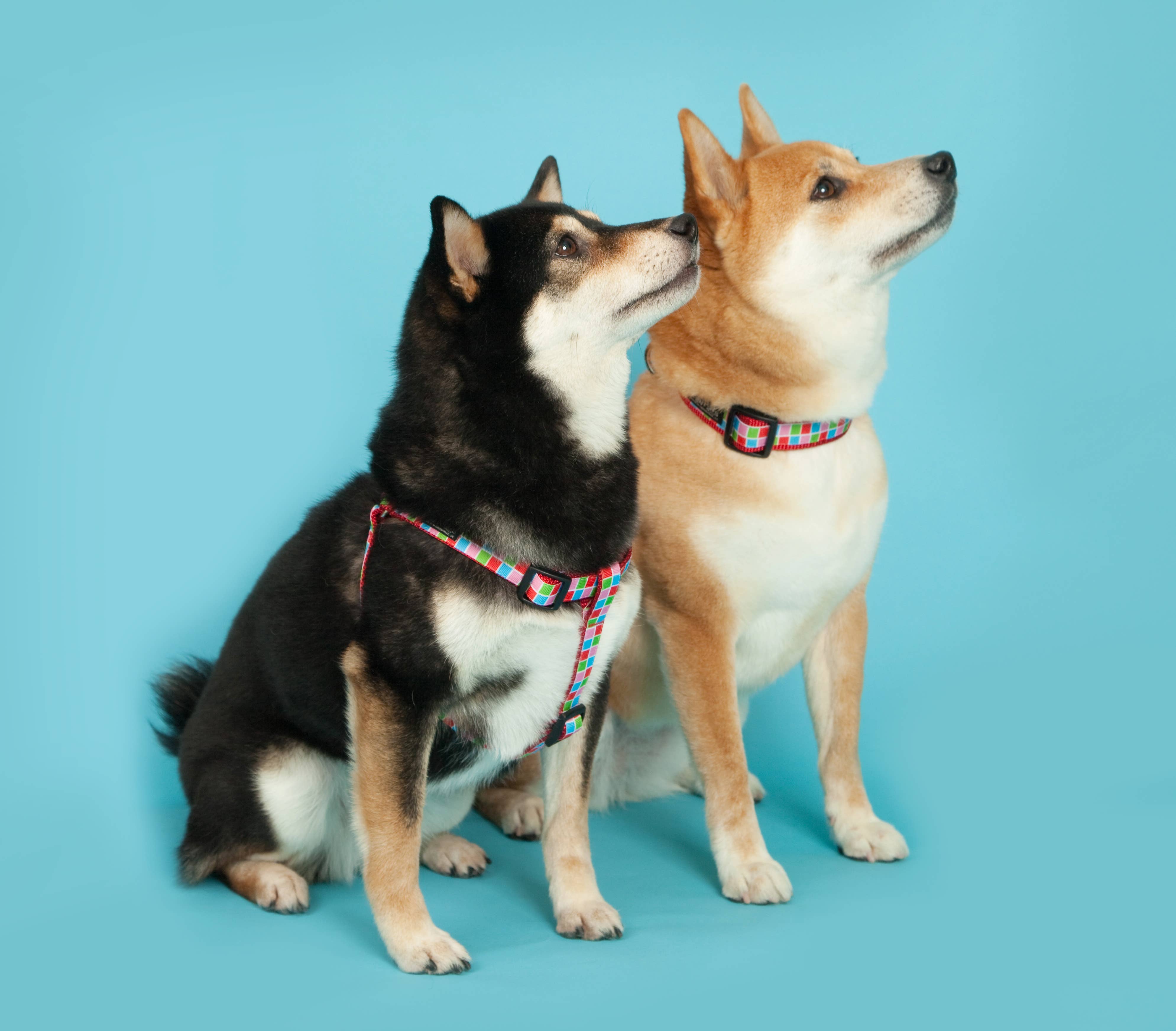 Paw Paws USA - Wholesale Pet Collar - Dog - Pupcake Dog Collar4