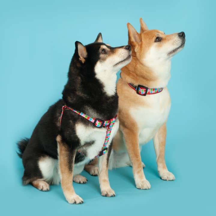 Paw Paws USA - Wholesale Pet Collar - Dog - Pupcake Dog Collar4